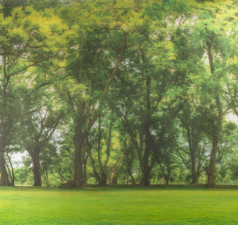 Prémium PANORAMA FOREST sztatikus ablakfólia 67,5cm x 1,5m